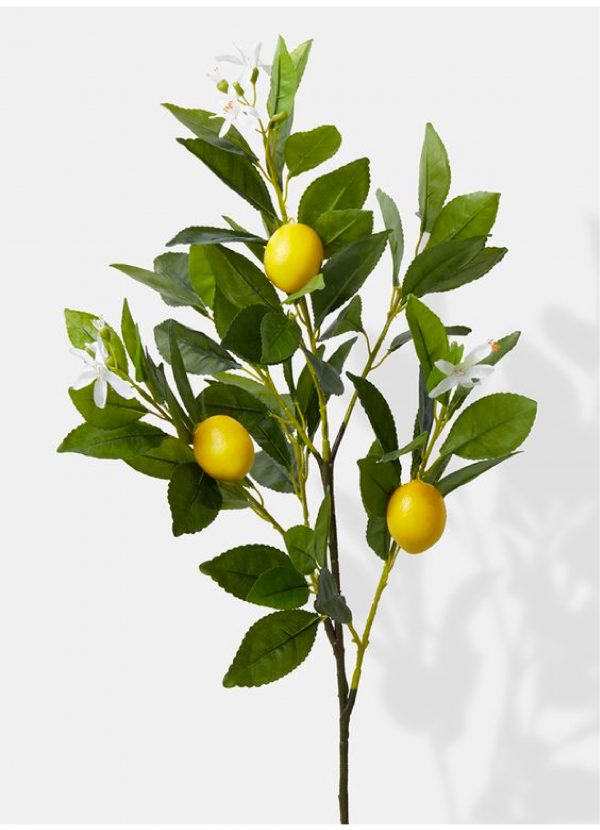 果樹枝葉與果實（示意圖）