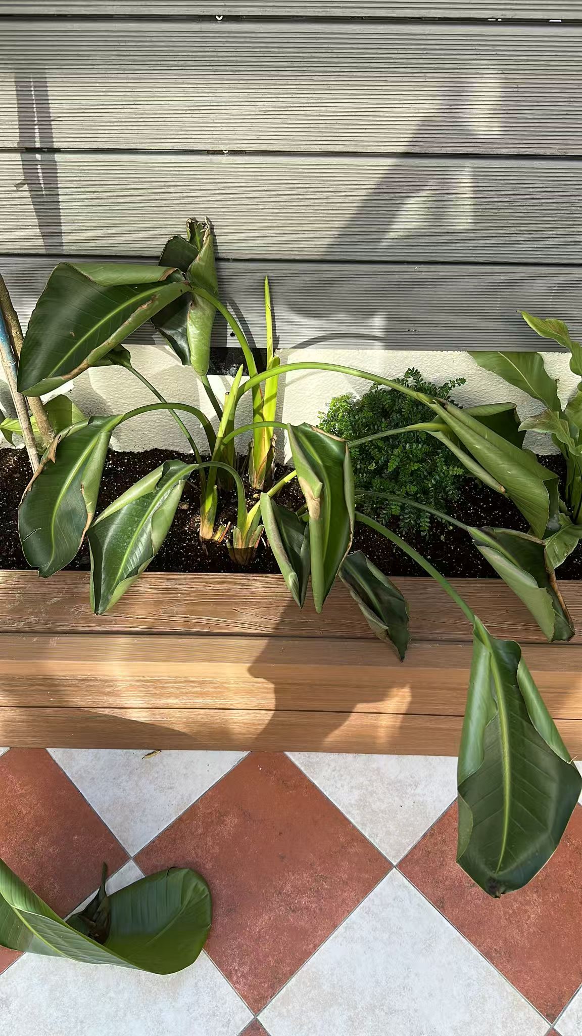 Outdoor Bird of paradise with brown, scorched leaf edges and split leaves
