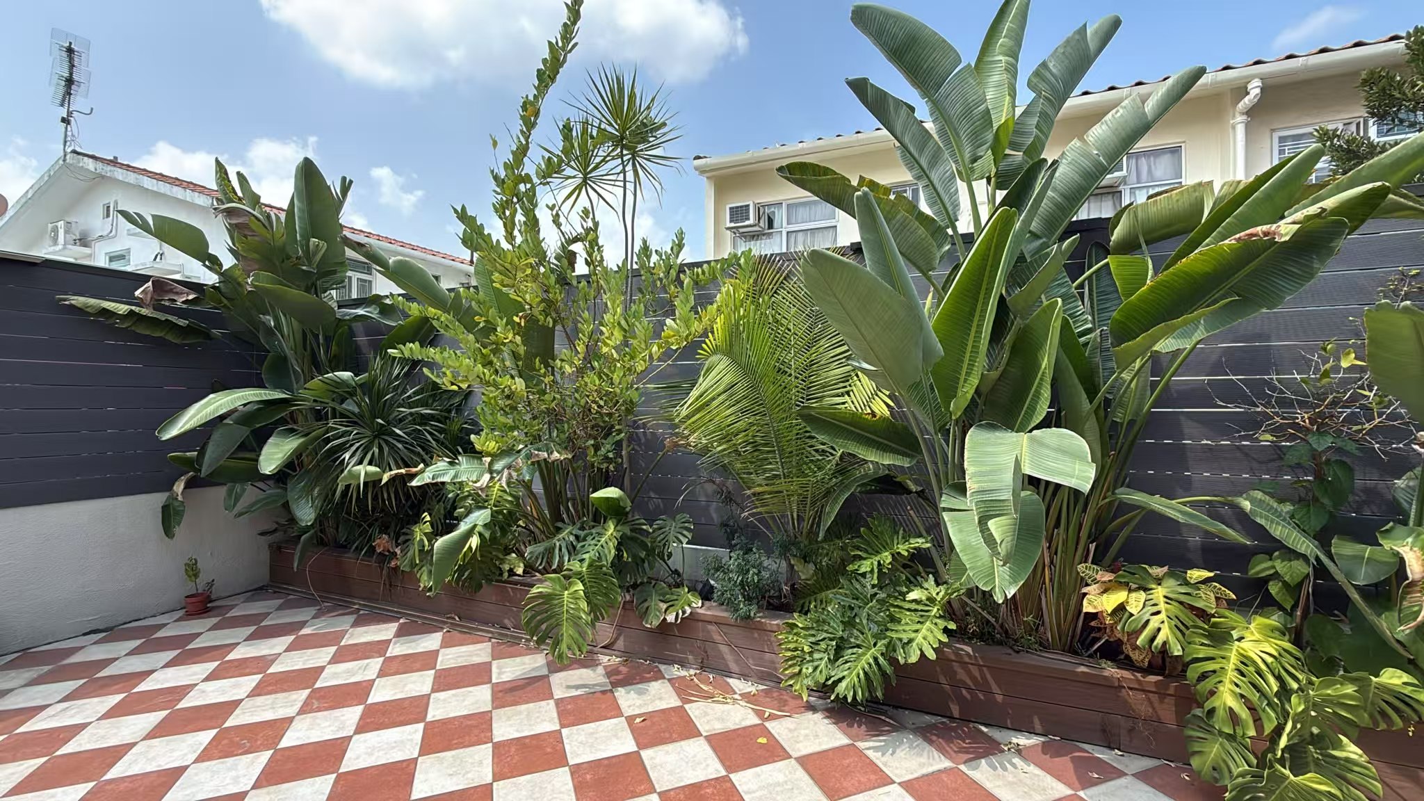 Bird of paradise and other foliage plants in a rooftop planter, in full light