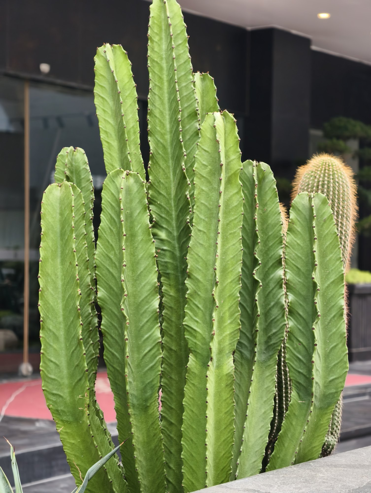 柱状仙人掌的棱线特写,后方有一颗圆球状仙人掌