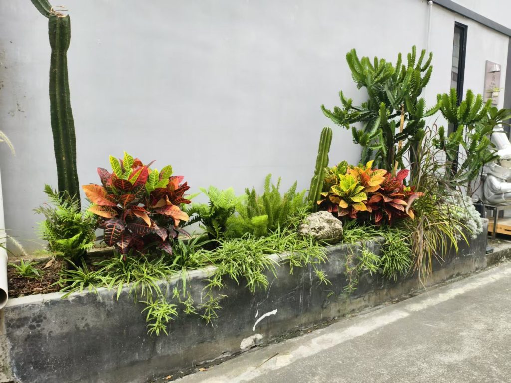 灰白色墙前的长条花槽,种有变叶木、蕨类、柱状仙人掌与垂吊植物