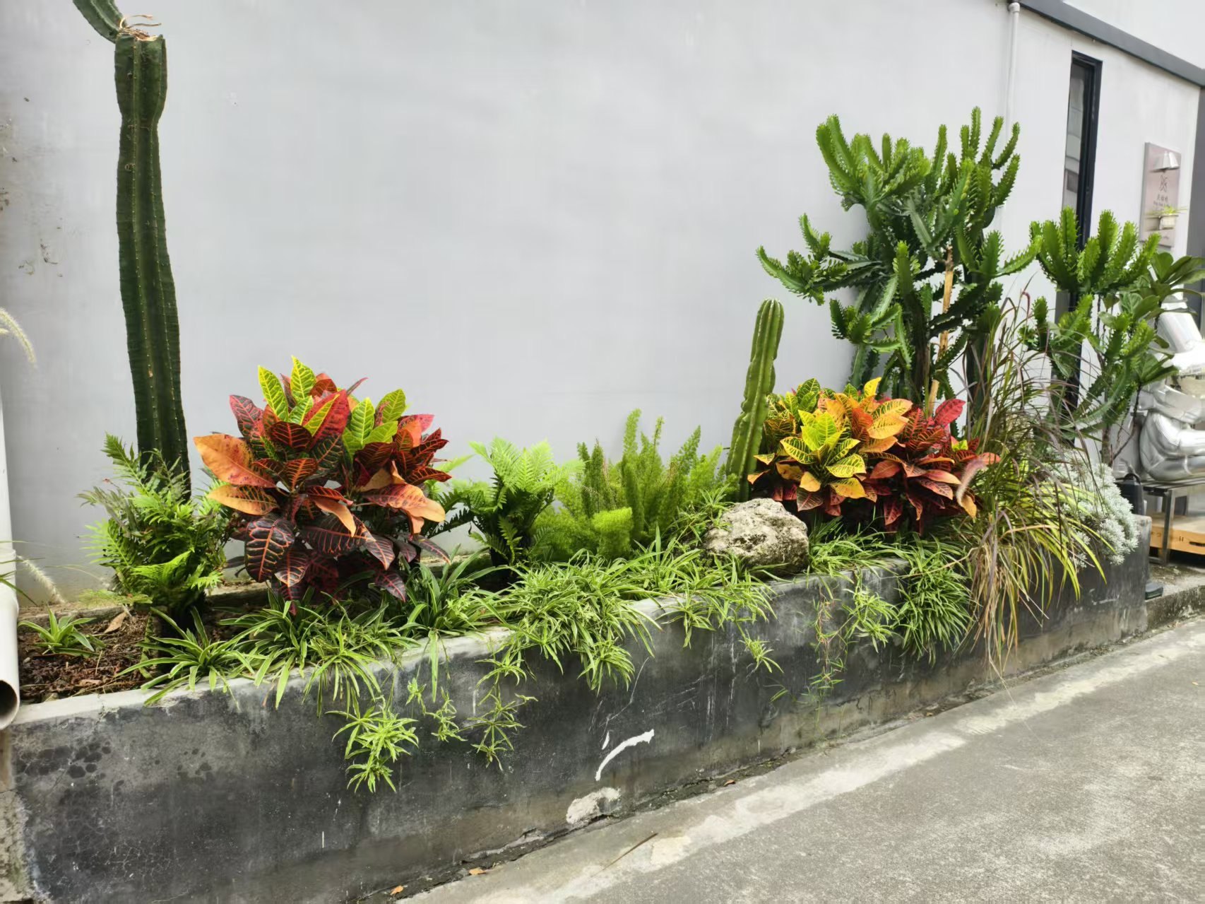 灰白色墙前的长条花槽,种有变叶木、蕨类、柱状仙人掌与垂吊植物