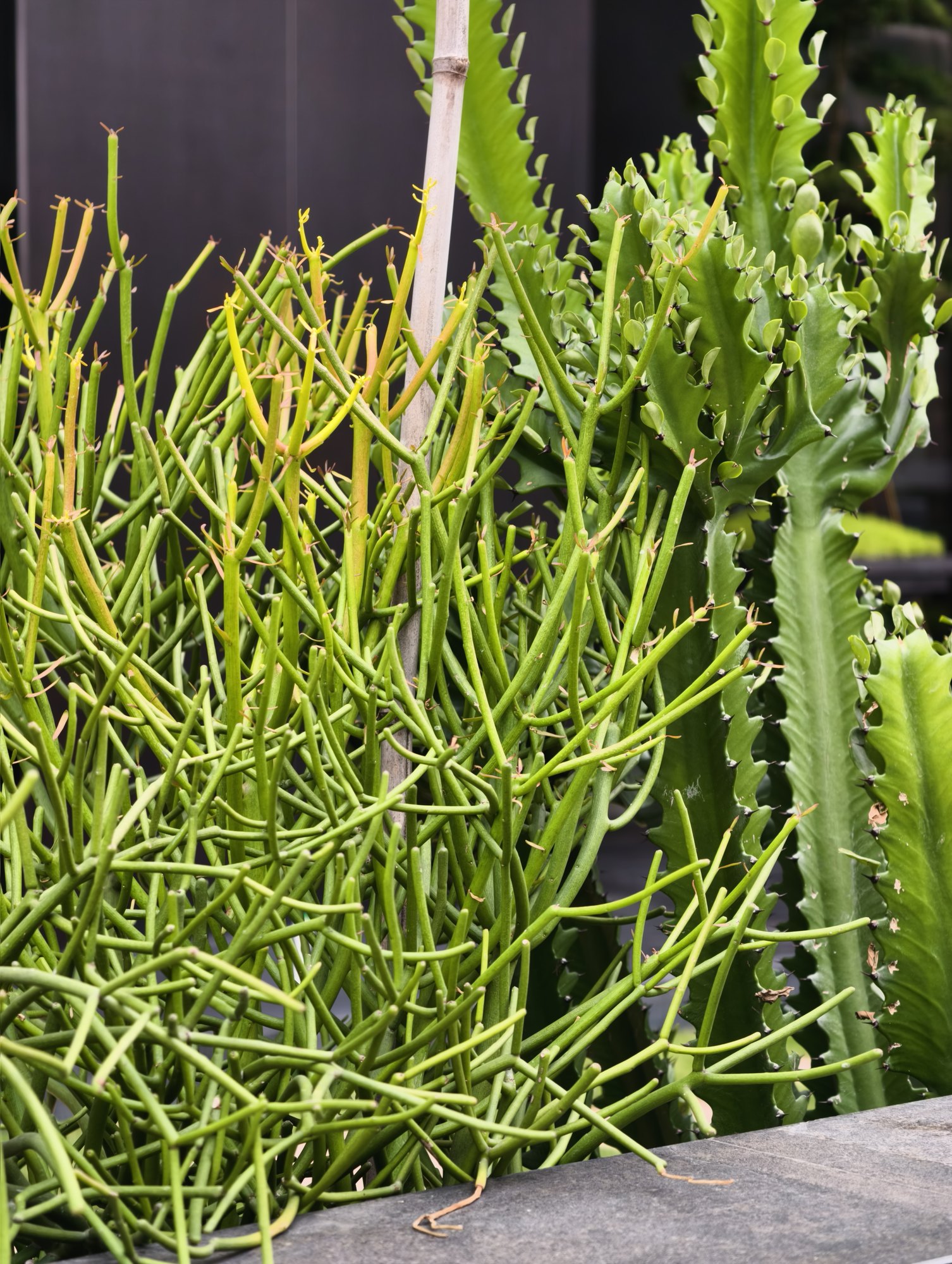 仙人掌花槽特写:细铅笔状茎条与带棱的柱状大戟科植物