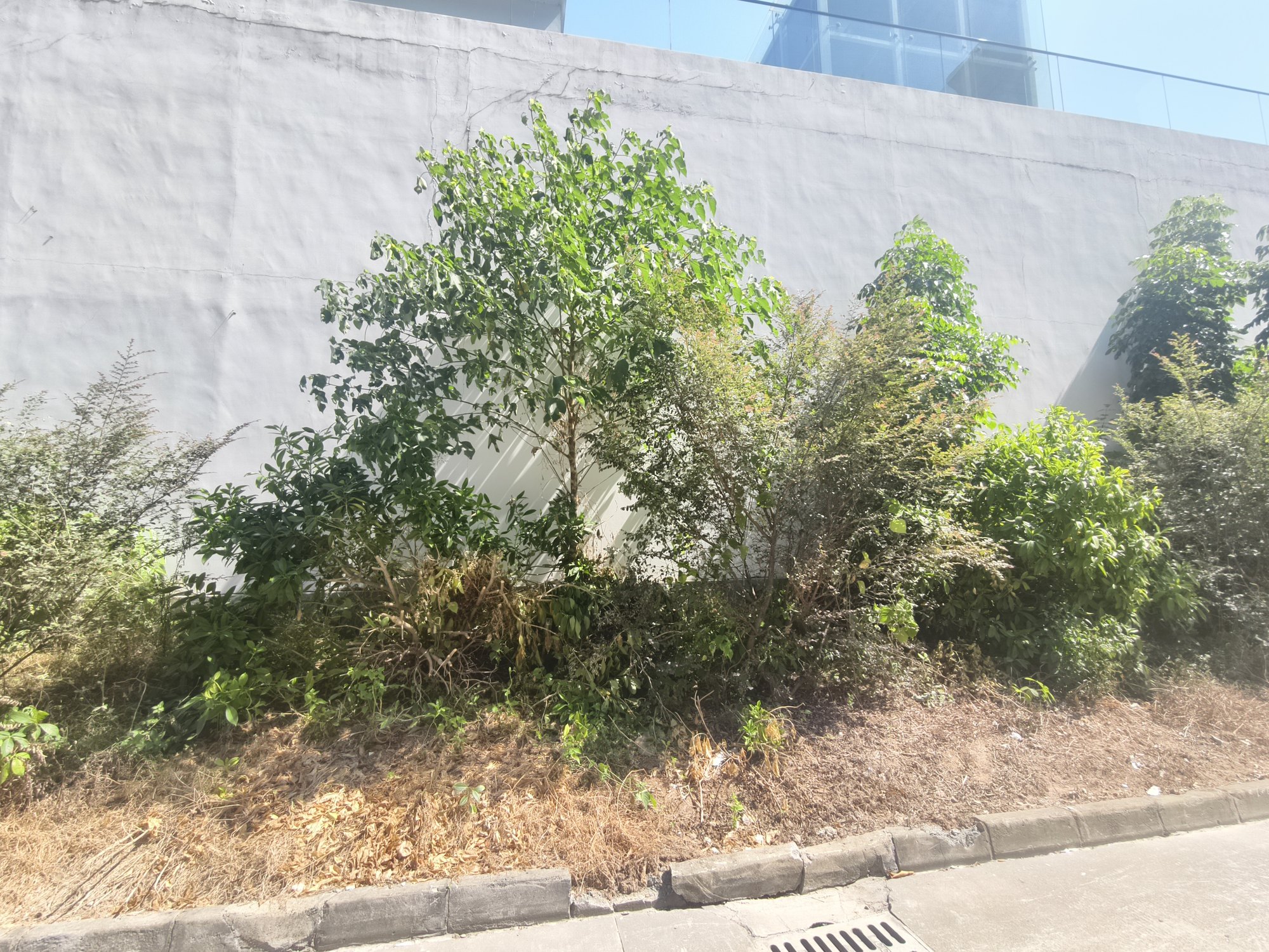 植物还在,但地面裸露、枝条干枯、整体骨架已经散了