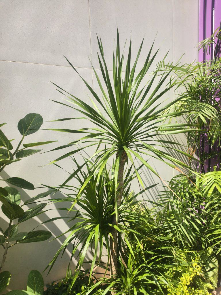 街拍:一株放射状叶片的观叶植物,靠自己的轮廓撑起一面墙